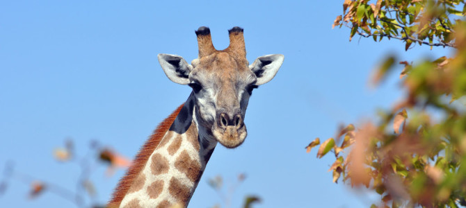Southern Africa